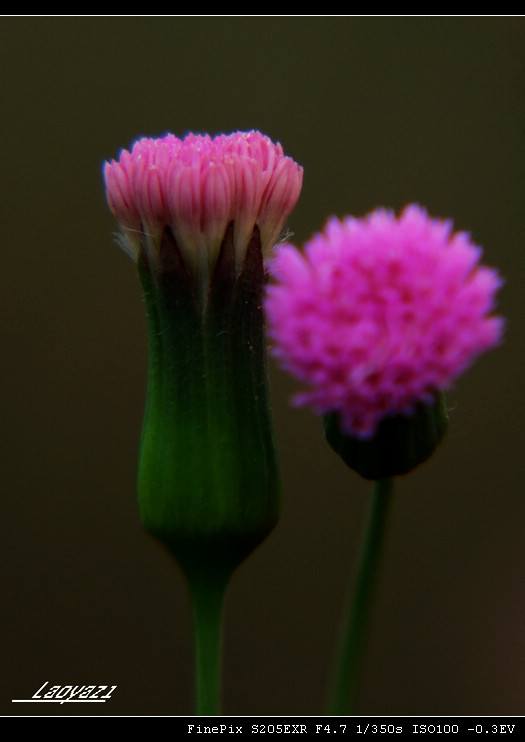 DSCF8695.jpg
