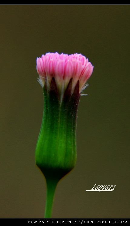 DSCF8696.jpg