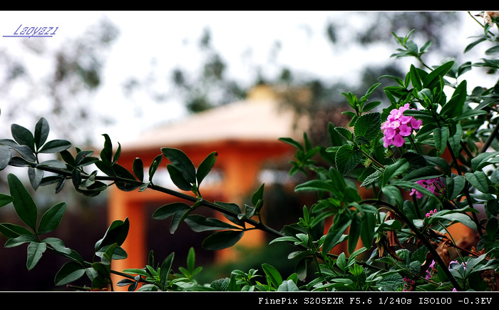DSCF8711.jpg
