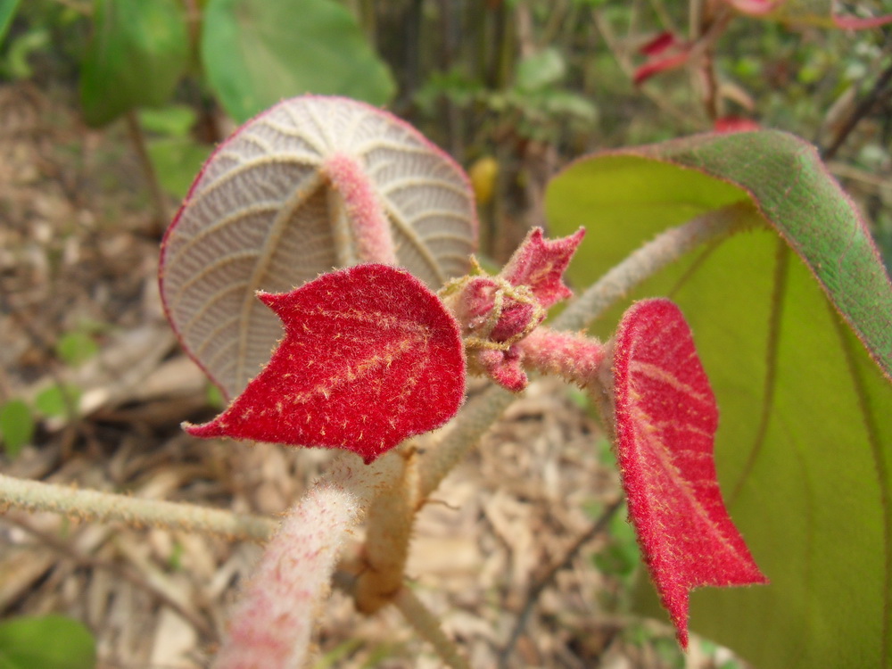 SDC10796.jpg