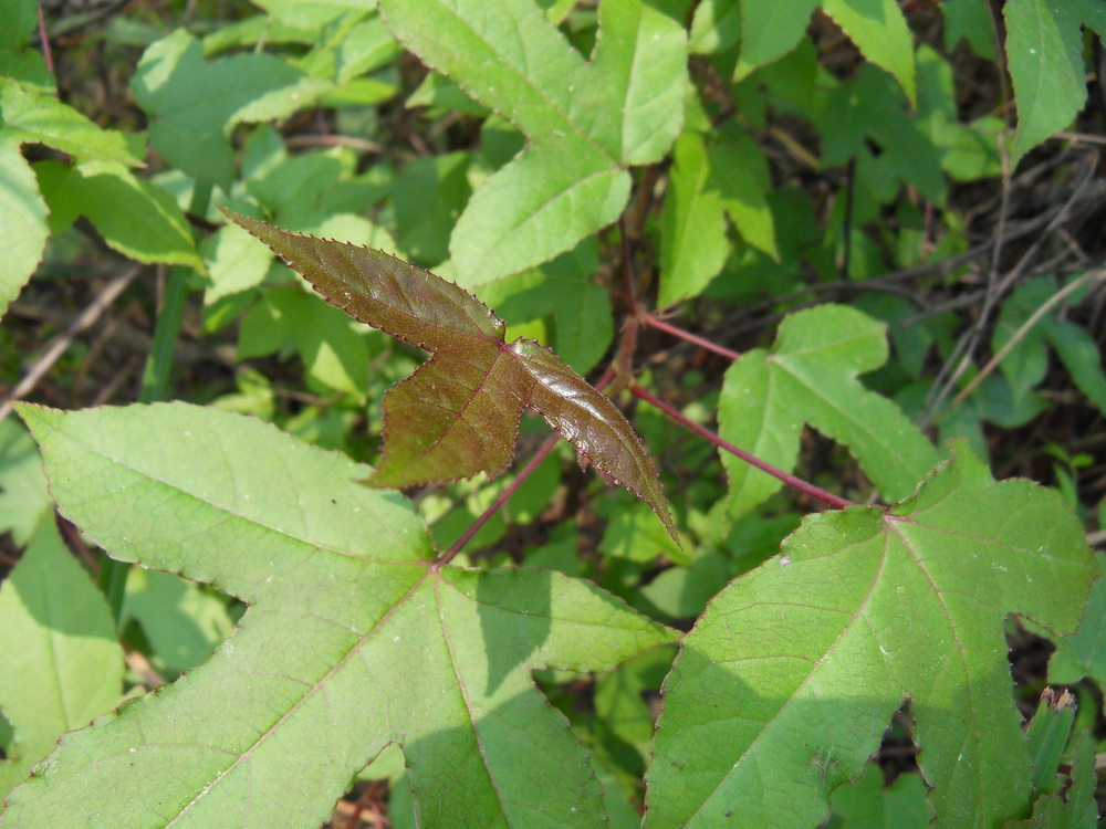 SDC10811.jpg