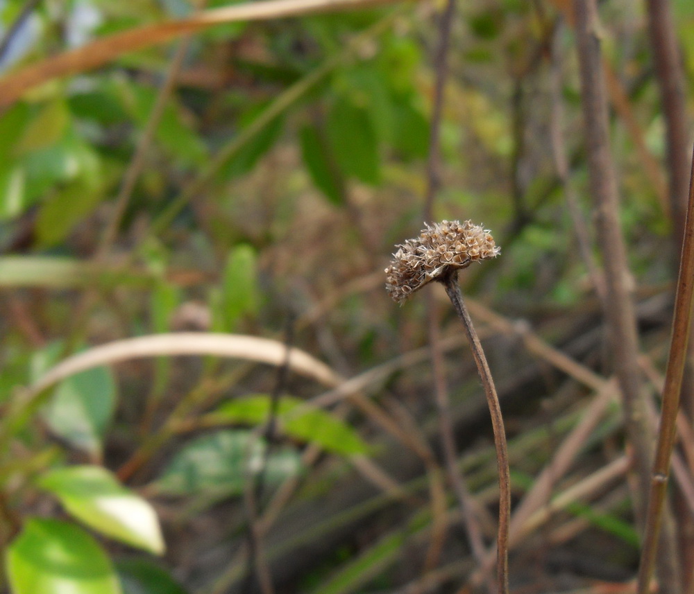 SDC10819.jpg