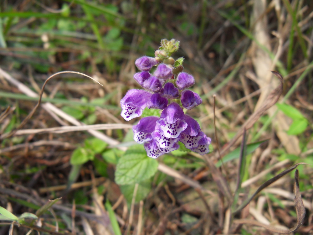 SDC10791.jpg