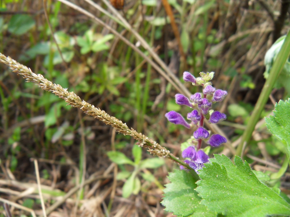 SDC10792.jpg
