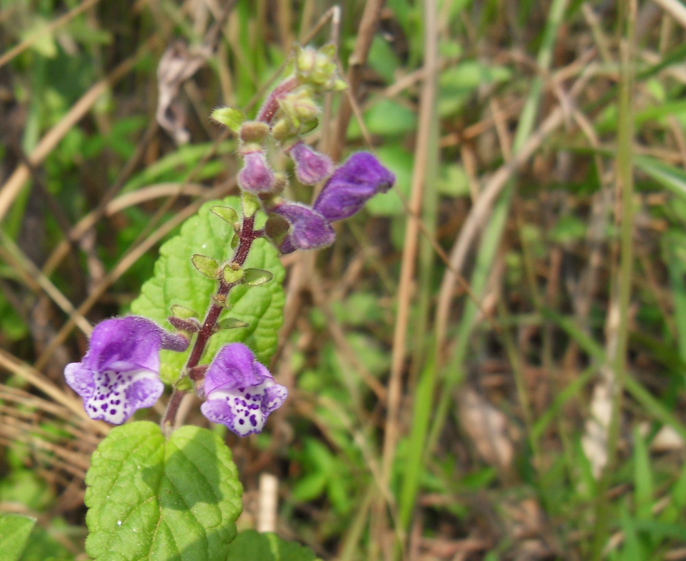 SDC10793.jpg
