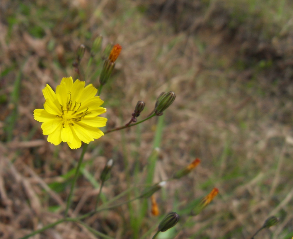 SDC10798.jpg