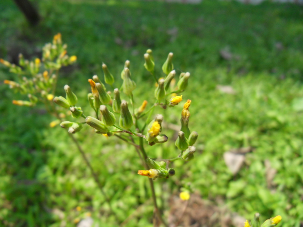 SDC10846.jpg