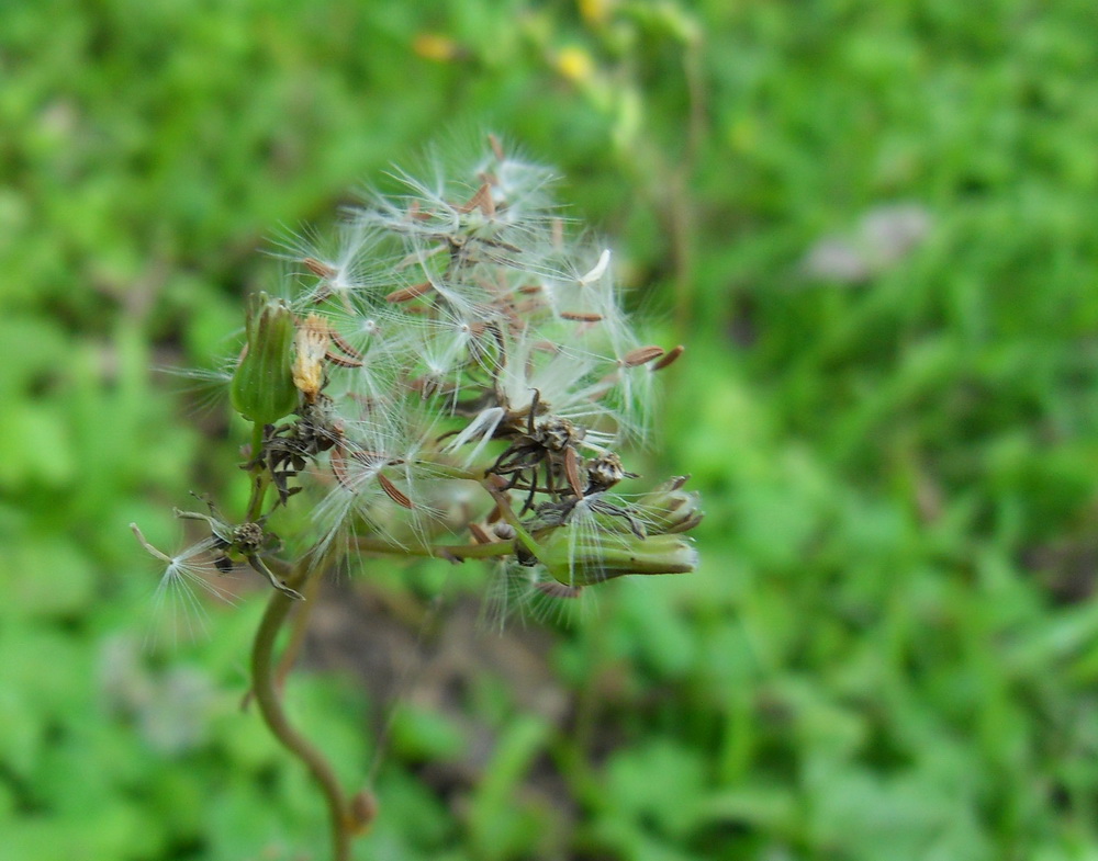 SDC10873.jpg