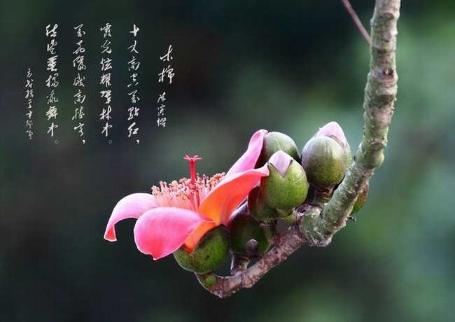 IMG_7279.jpg