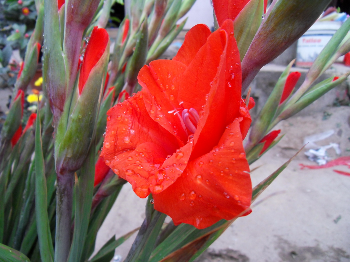 SDC10057.jpg