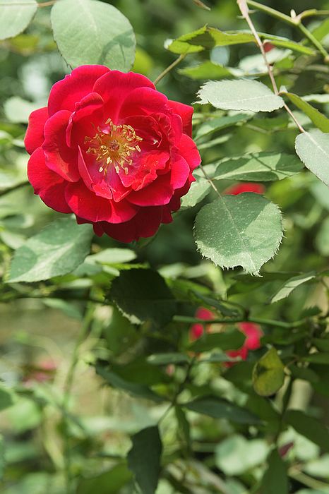 nEO_IMG__DSC1980.jpg
