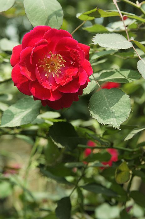 nEO_IMG__DSC1981.jpg