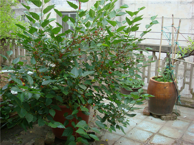 DSC01398_副本.jpg