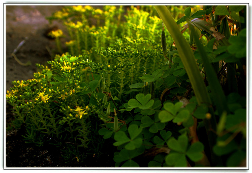 DSC05498.jpg