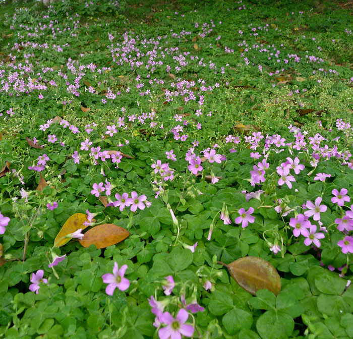 P1020351.jpg