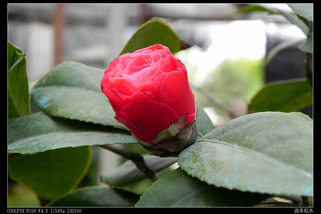 DSCN5448.JPG