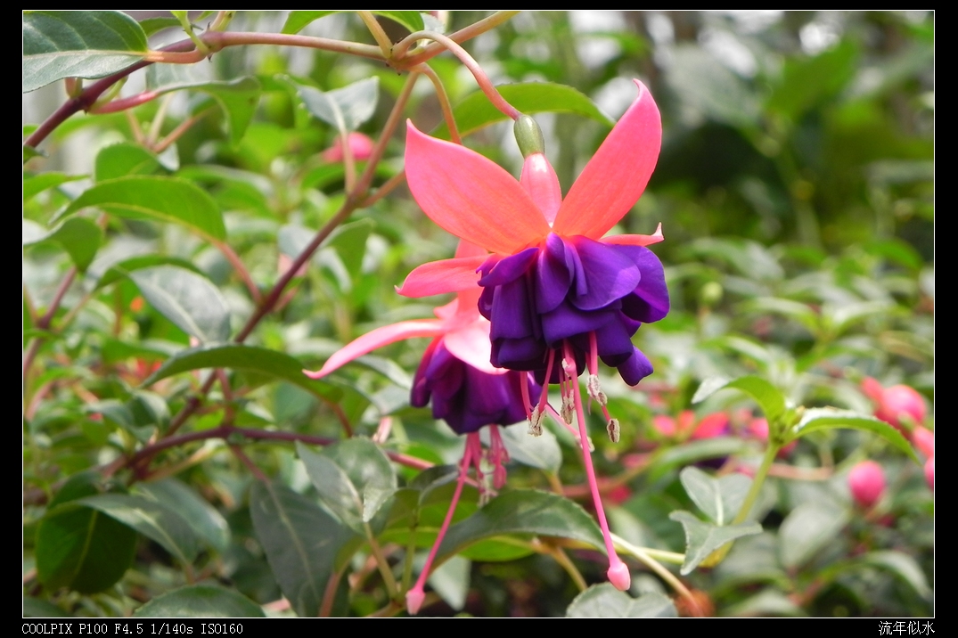 DSCN5434.JPG