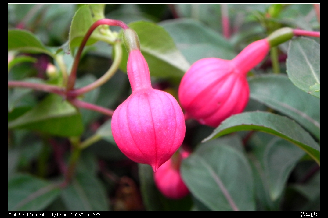 DSCN5439.JPG