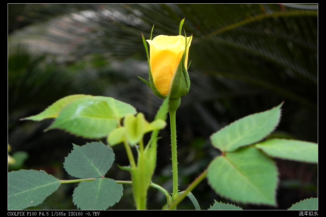 DSCN5377.JPG