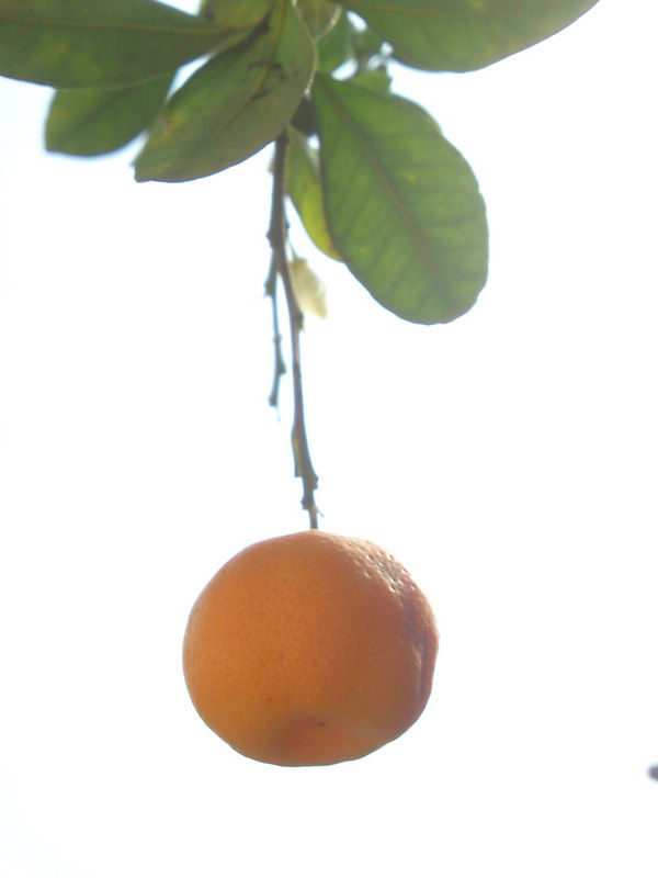 DSC01427.jpg
