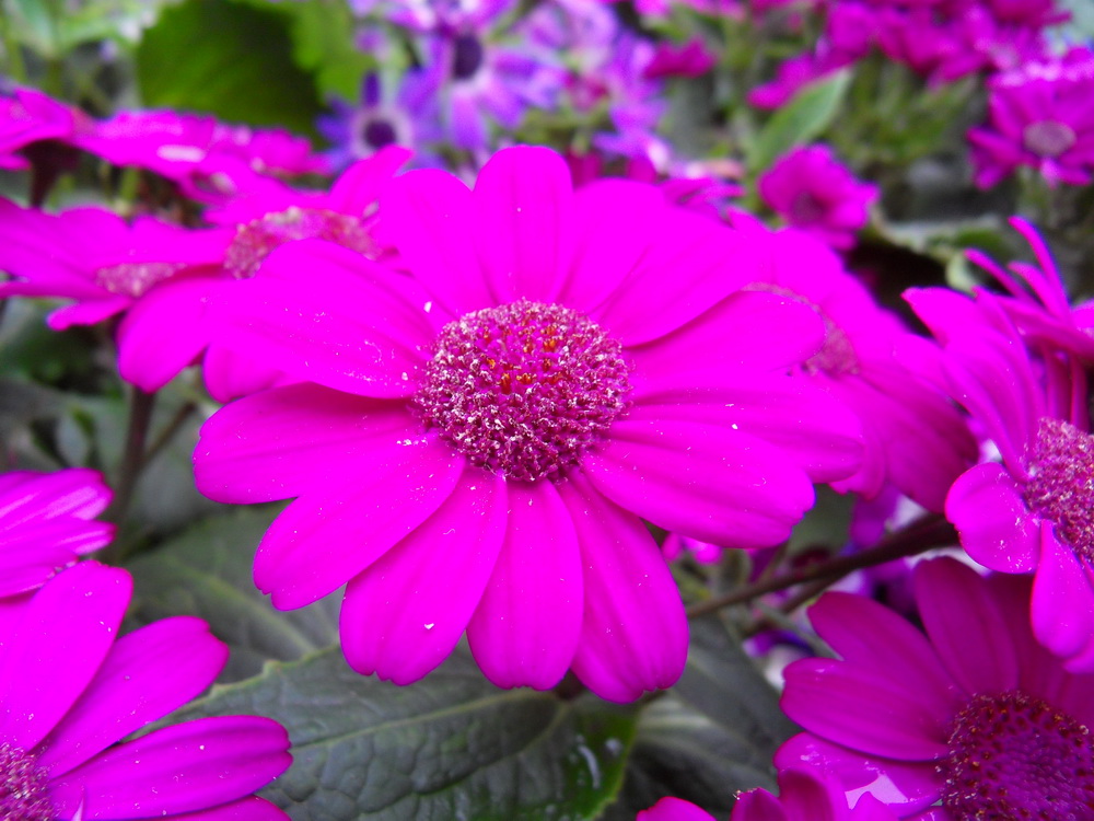 SDC10918.jpg