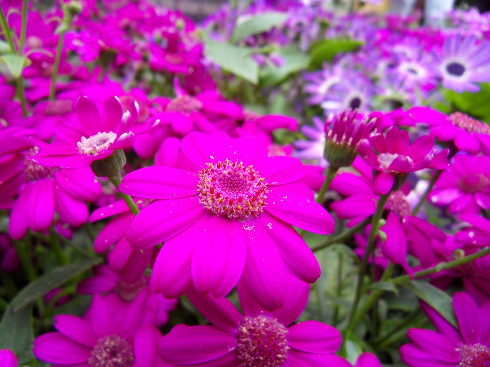 SDC10919.jpg