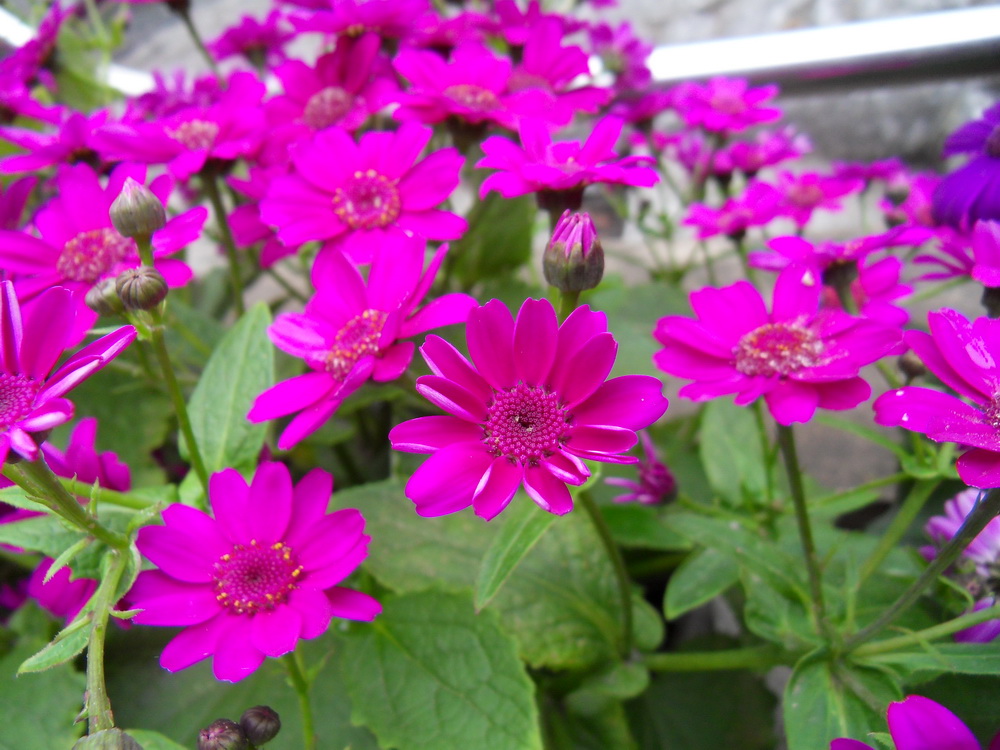 SDC10926.jpg