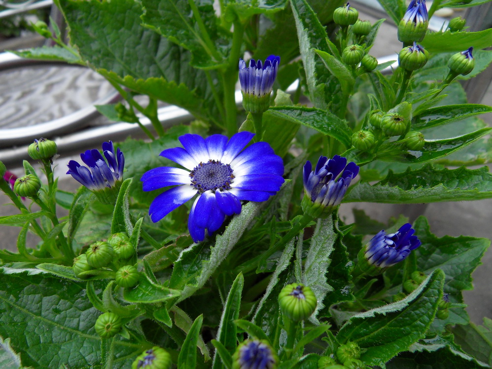 SDC10929.jpg