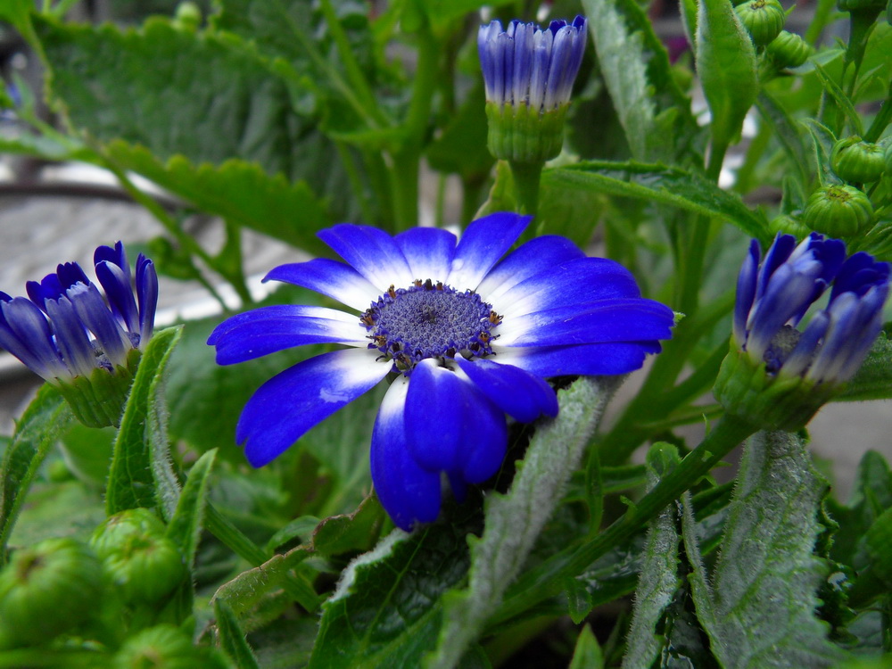 SDC10930.jpg