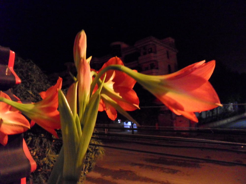 SDC11790.jpg
