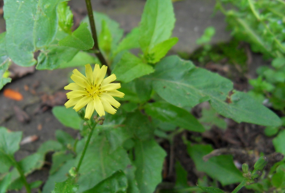 SDC10995.jpg