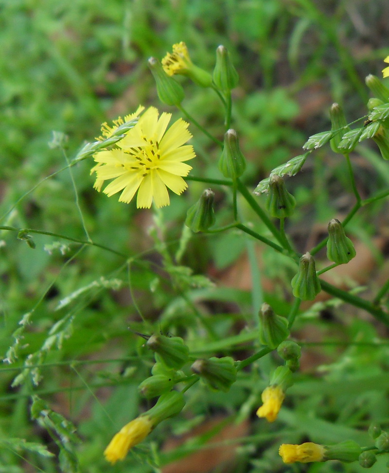 SDC11075.jpg
