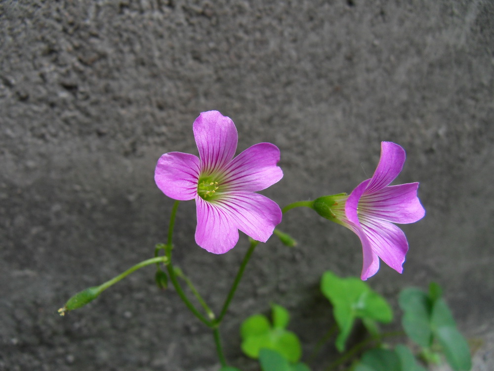SDC11788.jpg