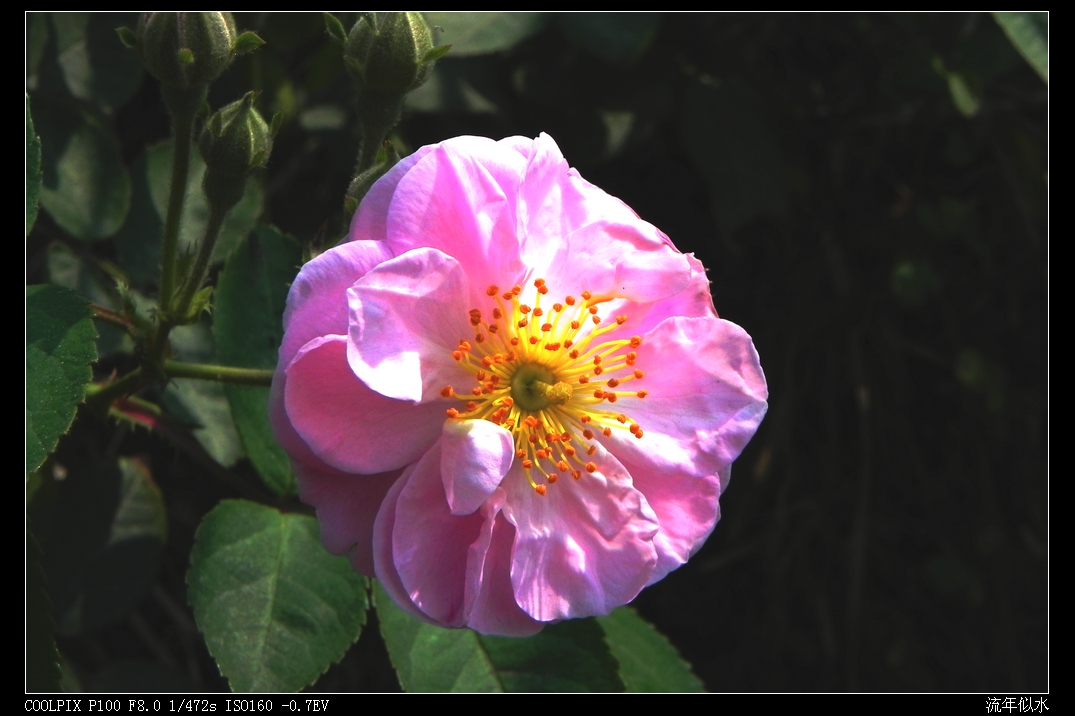DSCN5940.JPG