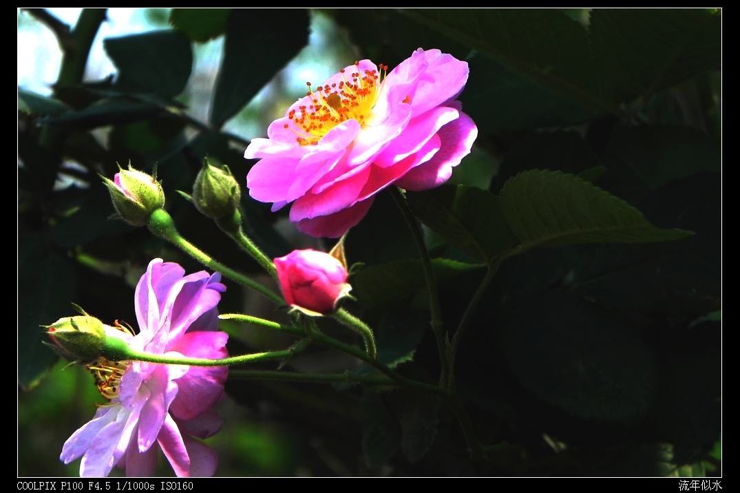 DSCN5954.JPG