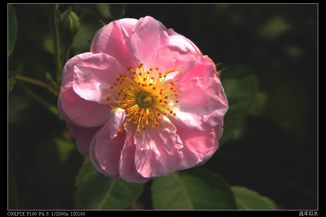 DSCN5964.JPG