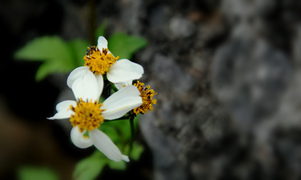 小花1.jpg
