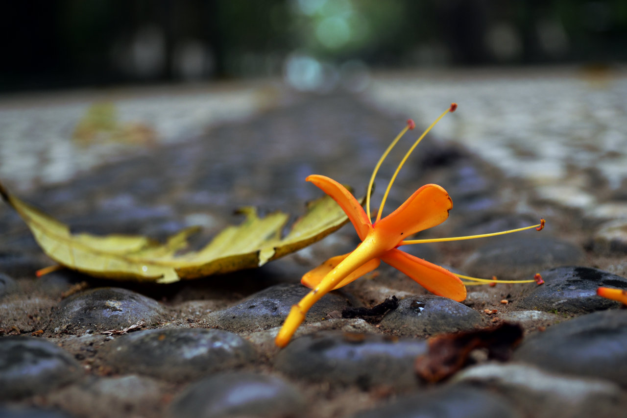 DSC_0077.jpg
