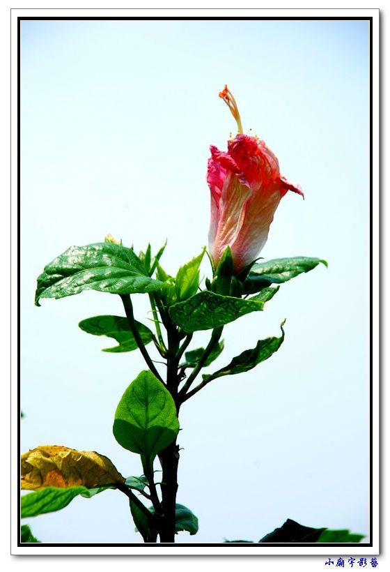 DSCaa_1909.jpg