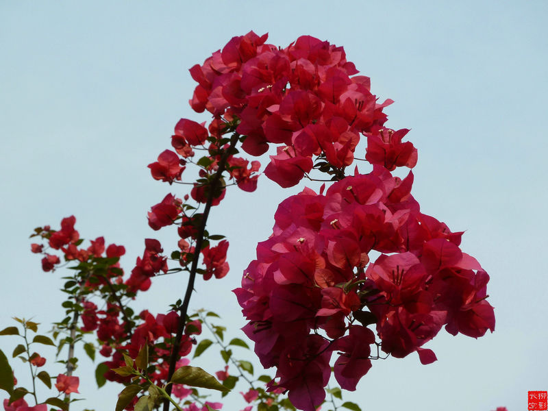 P1030482_1.JPG