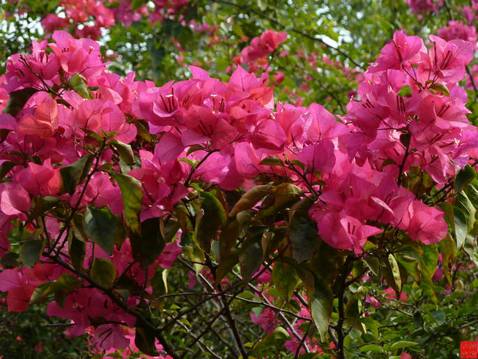 P1030488_1.JPG
