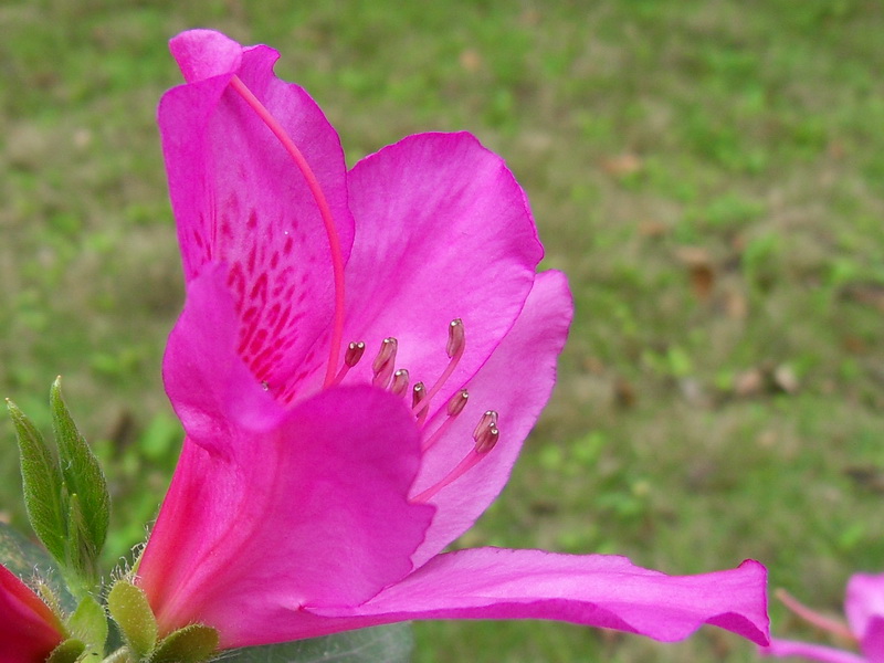SDC10955.jpg