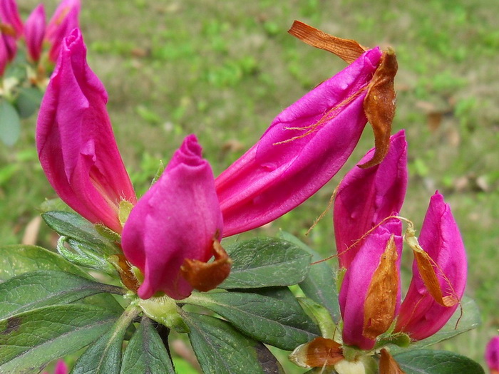 SDC10956.jpg