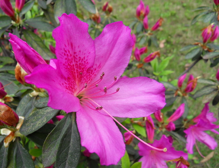 SDC10957.jpg