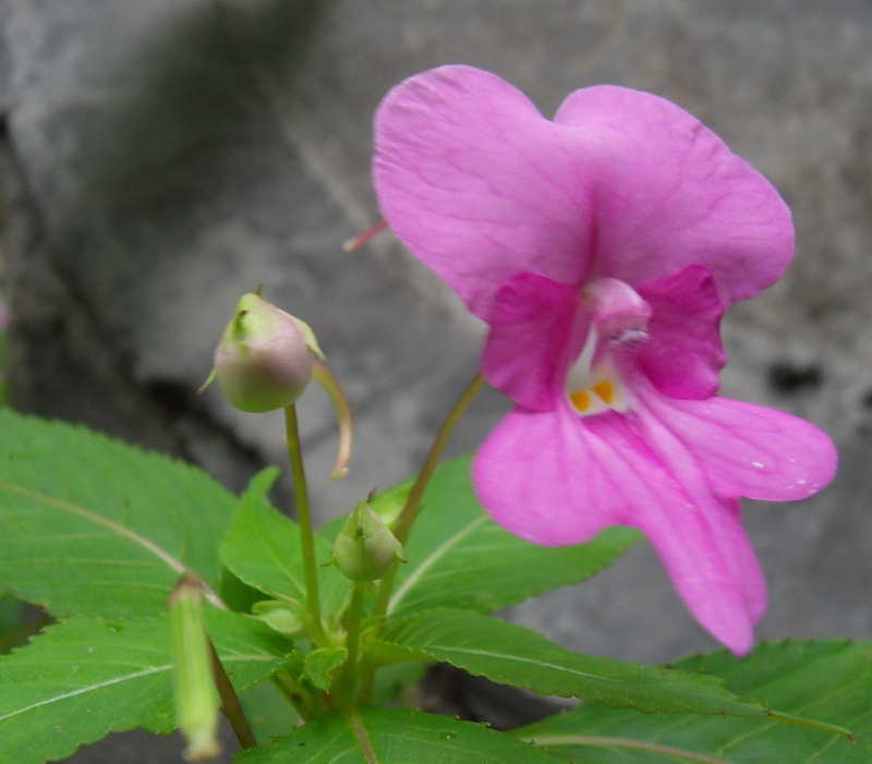 SDC11052.jpg