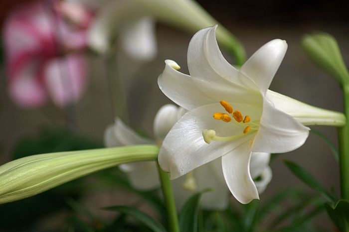 nEO_IMG_DSC05929.jpg