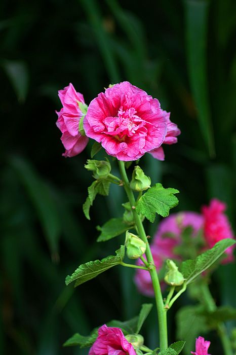 nEO_IMG_DSC05945.jpg
