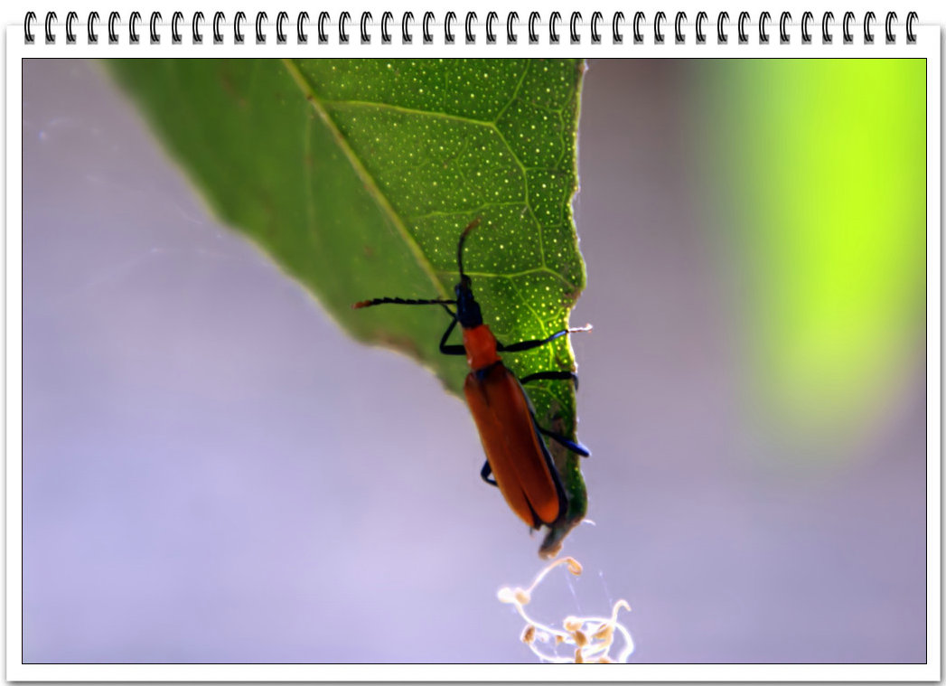 DSC07367_副本.jpg