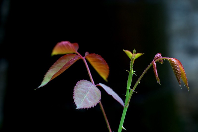 a9652684_s.jpg