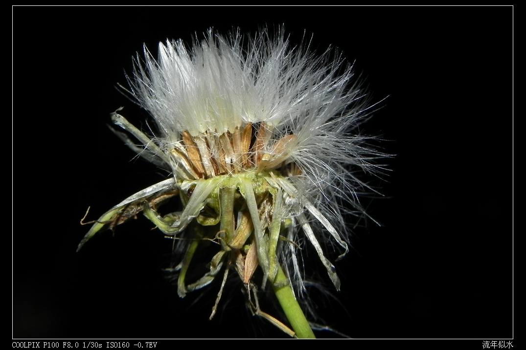DSCN6242.JPG